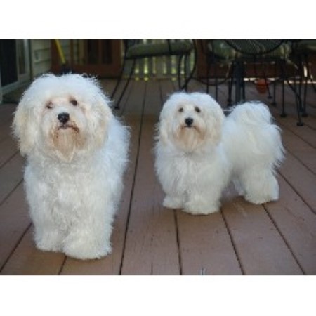 havanese indiana havanese havanese breeder in guilford indiana havanese indiana havanese havanese breeder in guilford indiana