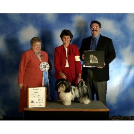havanese indiana havanese havanese breeder in guilford indiana havanese indiana havanese havanese breeder in guilford indiana