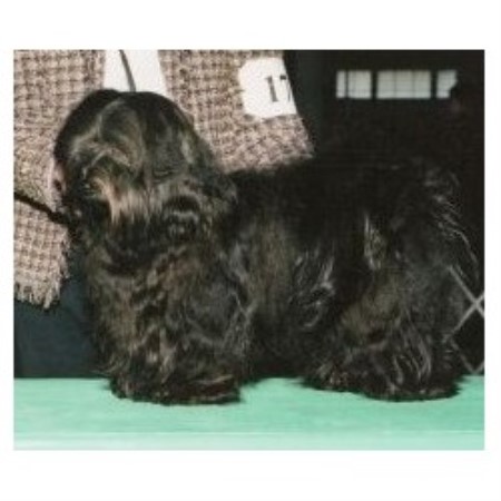 havanese indiana havanese havanese breeder in guilford indiana havanese indiana havanese havanese breeder in guilford indiana