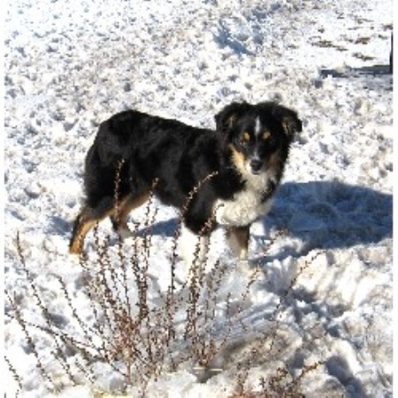 australian shepherd breeders california honey lake mini aussie u0027s miniature australian shepherd breeder in australian shepherd breeders california honey lake mini aussie u0027s miniature australian shepherd breeder in