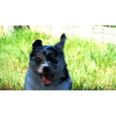 Honey Lake Mini Aussie's, Miniature Australian Shepherd ...