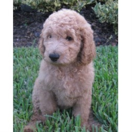 Kaboodles Goldendoodles, Goldendoodle Breeder in Oviedo ...