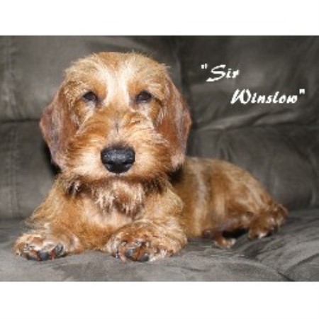 Dachshund Breeder 13843