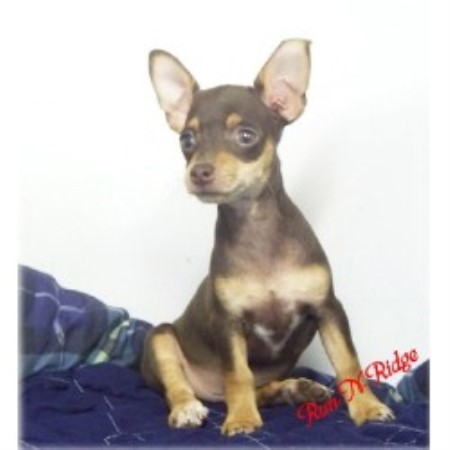rat terrier for sale in arkansas