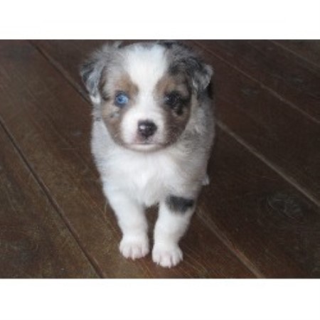 montana saddle peak aussies breeder shepherd miniature australian mini