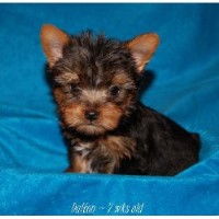 shih tzu rescue athens ga terrier breeders in freedoglistings shih tzu rescue athens ga terrier breeders in freedoglistings