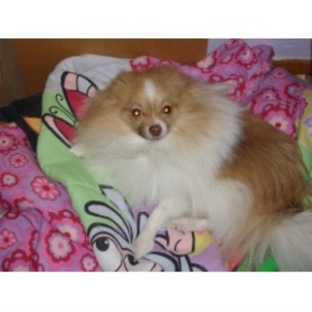 pomeranian pomeranians pittsburgh eastern breeder freedoglistings breeders pennsylvania dog