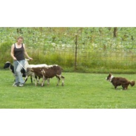 Kwr Farms, Border Collie Breeder in Wadsworth, Ohio