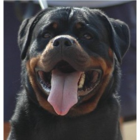 rottweiler rescue new york border collie breeders in new york freedoglistings breeds picture rottweiler rescue new york border collie breeders in new york freedoglistings breeds picture