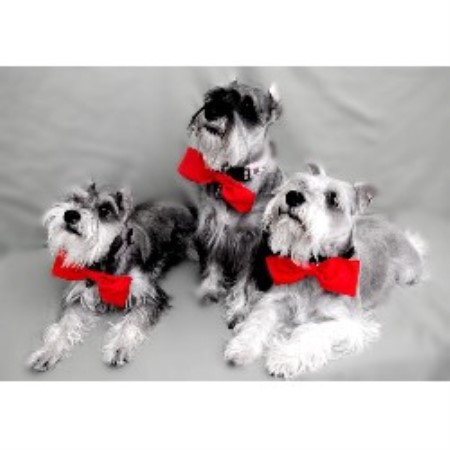 miniature schnauzer puppies for sale florida my mini schnauzers puppies by frazier miniature schnauzer breeder in jacksonville miniature schnauzer puppies for sale florida my mini schnauzers puppies by frazier miniature schnauzer breeder in jacksonville