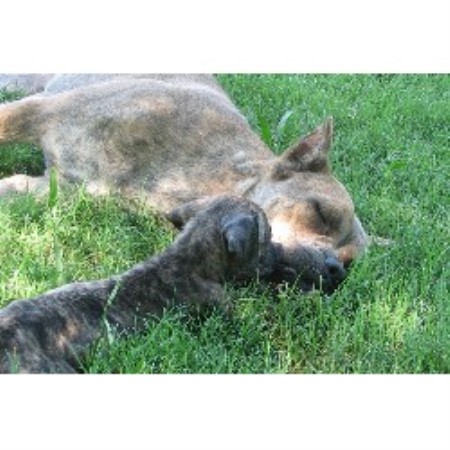 Blue Moon Cane Corso Cane Corso Breeder In Keller Texas