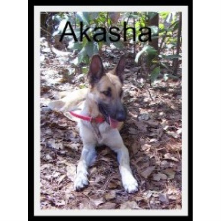 dog shepherd breeder carolina german south whiskey kennel haven