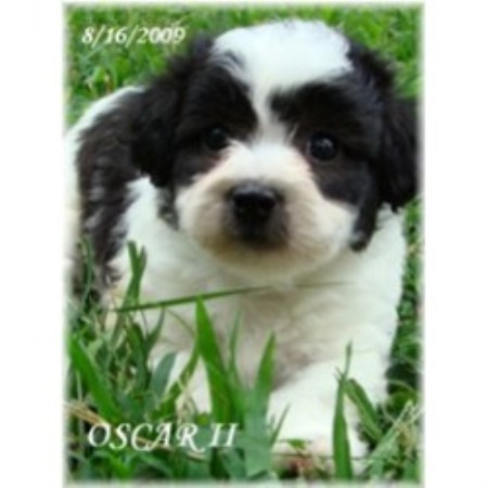 Strawberry Patch Kennels Lhasa Apso Breeder In Cville Missouri Lhasa Apso Breeder