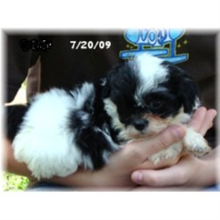 shih tzu breeders missouri strawberry patch kennels shih tzu breeder in cassville missouri shih tzu breeders missouri strawberry patch kennels shih tzu breeder in cassville missouri