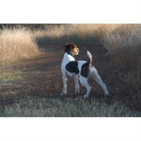Jack Russell Terrier Breeders In Saskatchewan