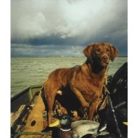 Northwyn-AKC registered est. 1974 Chesapeake Bay Retriever breeder