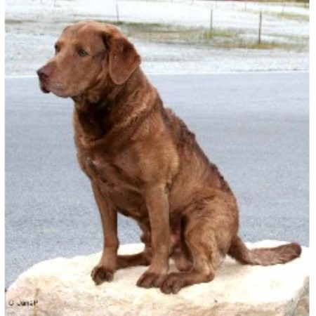 Chesapeake Bay Retriever Breeder 14111