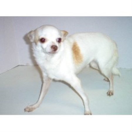 arkansas breeder chihuahua chihuahuas