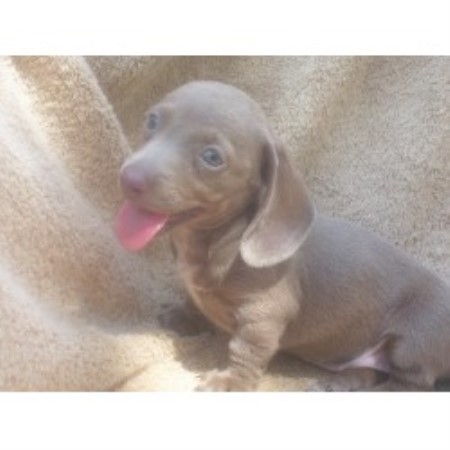Country Dachshund Kennel, Dachshund Breeder in Ganado, Texas