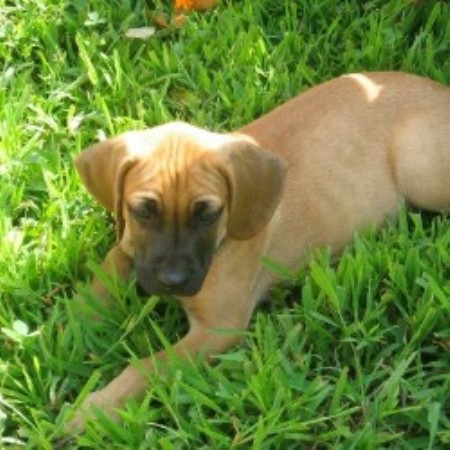 ebook Prometheus. LernAtlas der ebook Prometheus. LernAtlas der Anatomie. Kopf, Hals und Neuroanatomie, 2. Auflage