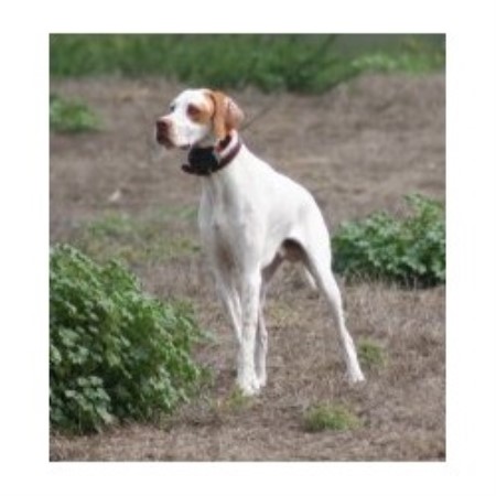 Paladen Pointers G S P Pointer Breeder In Riverside California