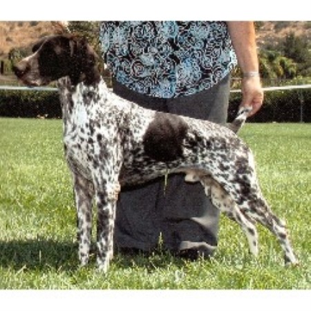 german shorthaired pointer puppies california paladen german shorthaired pointers german shorthaired pointer breeder in riverside german shorthaired pointer puppies california paladen german shorthaired pointers german shorthaired pointer breeder in riverside