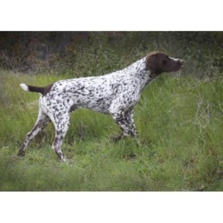 german shorthaired pointer puppies california paladen german shorthaired pointers german shorthaired pointer breeder in riverside german shorthaired pointer puppies california paladen german shorthaired pointers german shorthaired pointer breeder in riverside