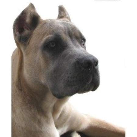 Brimstones Cane Corsos Cane Corso Breeder In Madison