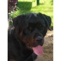 rottweiler rescue new york rottweiler breeders in new york freedoglistings rottweiler rescue new york rottweiler breeders in new york freedoglistings