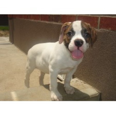Showkennelz, American Bulldog Breeder in Rego Park, New York