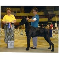 Dcdanes Great Dane breeder