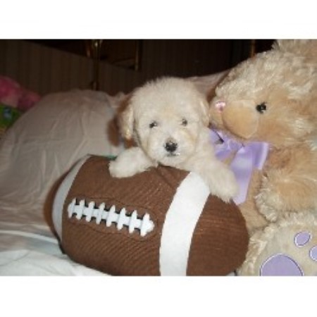 Amanda's Puppies, Yorkipoo Breeder in Austin, Texas