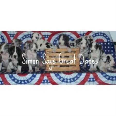 simon says danes great dane breeder in marengo illinois