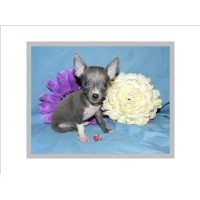 A+ Haas Chihuahuas Chihuahua breeder