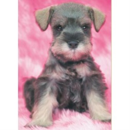 Jalehill Schnauzers, Miniature Schnauzer Breeder in ...