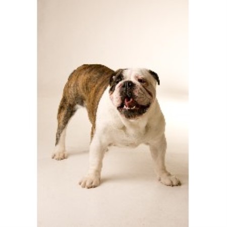 montana breeder bulldog english bulldogs rocky mountain