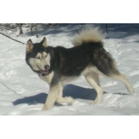 Image Result For Siberian Husky Breeders In Ohio Image Result For Siberian Husky Breeders In Ohio