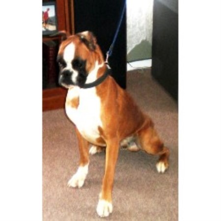 free puppies el paso liebsthal boxer breeder in el paso free puppies el paso liebsthal boxer breeder in el paso