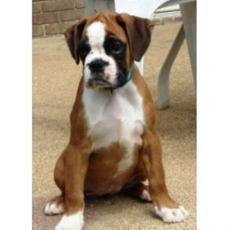 Von Liebsthal Boxer Breeder In El Paso Texas