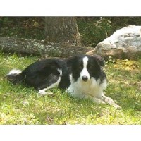 Image Result For Border Collie Puppies For Sale In Virginia Beach Image Result For Border Collie Puppies For Sale In Virginia Beach