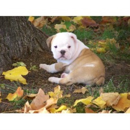 Lazy T Bulldogs, English Bulldog Breeder in Unionville ...