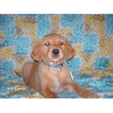 oklahoma golden retriever breeders bateman s golden s golden retriever breeder in cyril oklahoma oklahoma golden retriever breeders bateman s golden s golden retriever breeder in cyril oklahoma