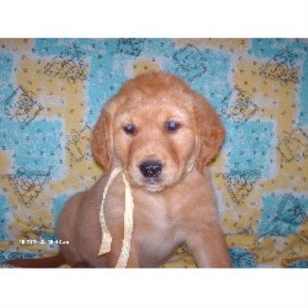 oklahoma golden retriever wire haired fox terrier puppies for sale in breeds picture oklahoma golden retriever wire haired fox terrier puppies for sale in breeds picture
