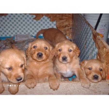 golden retriever oklahoma bateman s golden s golden retriever breeder in cyril oklahoma golden retriever oklahoma bateman s golden s golden retriever breeder in cyril oklahoma