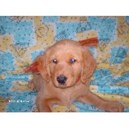 oklahoma golden retriever breeders bateman s golden s golden retriever breeder in cyril oklahoma oklahoma golden retriever breeders bateman s golden s golden retriever breeder in cyril oklahoma