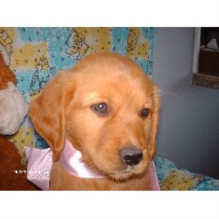 oklahoma golden retriever breeders bateman s golden s golden retriever breeder in cyril oklahoma oklahoma golden retriever breeders bateman s golden s golden retriever breeder in cyril oklahoma