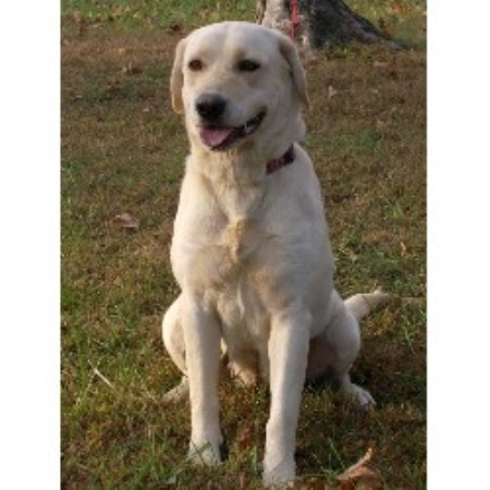 West Ky Labs Labrador Retriever Breeder In Drakesboro Kentucky