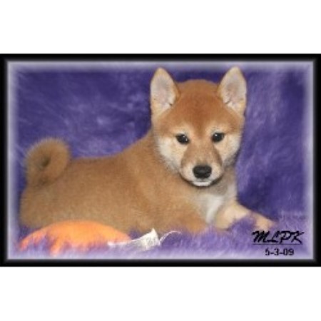 Mas Little Paws Shiba Inu Breeder In Charleston Arkansas