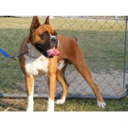 S&d Boxers, Boxer Breeder in Hartsville, South Carolina