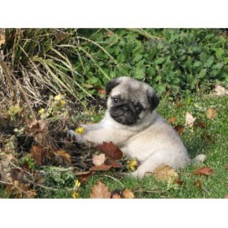 pug breeders bc hyclass pug breeder in summerland columbia pug breeders bc hyclass pug breeder in summerland columbia